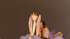 Orchideenmantis (14).jpg